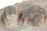 Cluster Of Five Unidentified Proetid Trilobites - Jorf, Morocco #362871-6